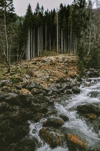 Stream flowing through rocks in forest