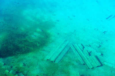 High angle view of animal underwater