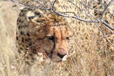 Close-up of cheetah guarding prey