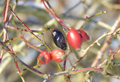 Close-up of berries on tree