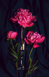Background banner with a composition of flowers. a bouquet of bright peonies on a dark background