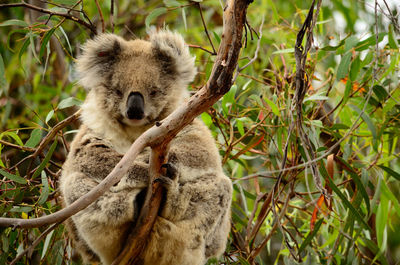 Portrait of a koala on tree