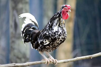 Close-up of a cock perching on a branch