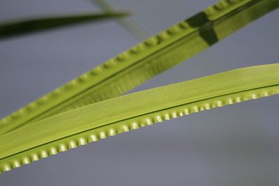 Low angle view of leaf against sky