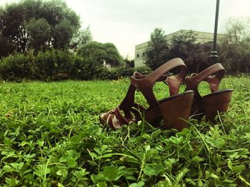 Plants and trees in park