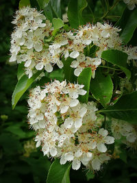 Close-up of white flowering plant