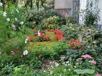 View of roses in garden