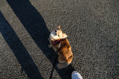 High angle view of dog on road in city