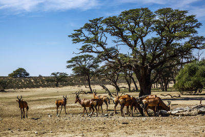 Horses on field against sky