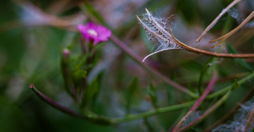 Close-up of flower buds growing outdoors