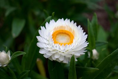 Close-up of white flowering plant