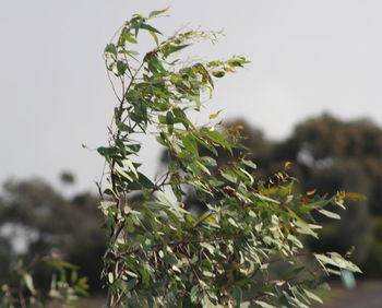 Close-up of fresh green plant against sky