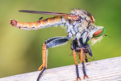 Robberfly with prey