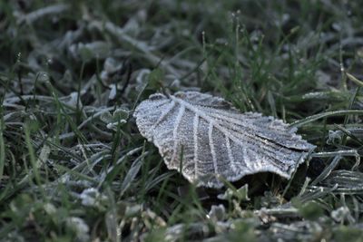 Close-up of dry leaves on field during winter