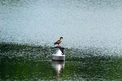 Bird perching on a lake
