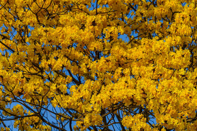 Close-up of yellow flowering plants during autumn