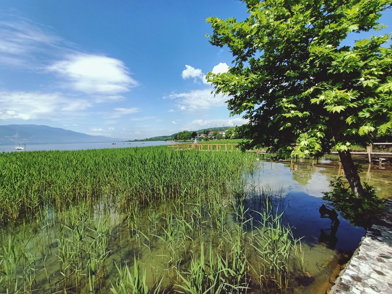 plant, sky, nature, water, landscape, cloud, tree, growth, beauty in nature, environment, green, land, scenics - nature, tranquility, no people, rural scene, rural area, day, field, agriculture, tranquil scene, blue, outdoors, grass, crop, wetland, lake, natural environment, sunlight, meadow