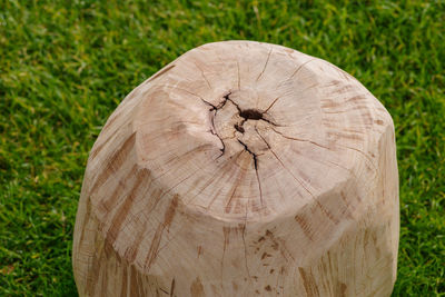 Close-up of tree trunk