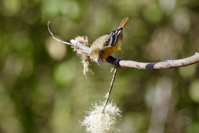 Close-up of insect perching on plant