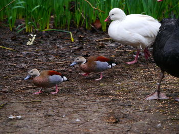 Close-up of birds perching on ground