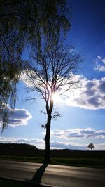 Tree on landscape against sky at sunset