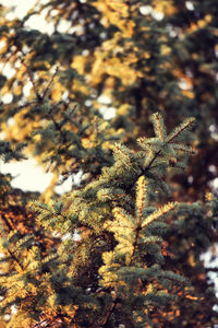 Close-up of frost on tree during winter
