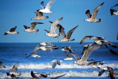 Seagulls flying over sea against sky