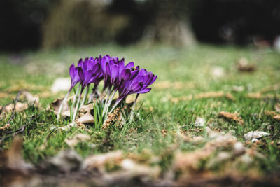 Close-up of purple crocus flowers on field