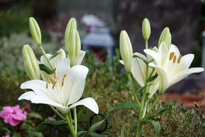 Close-up of white flowering plant