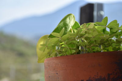 Close-up of potted plant against sky
