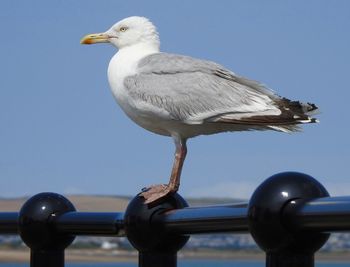 Low angle view of seagull perching on railing against sky