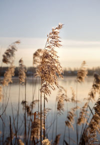 Close-up of stalks against calm lake during sunset