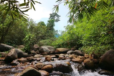 Rocks amidst trees in forest against sky