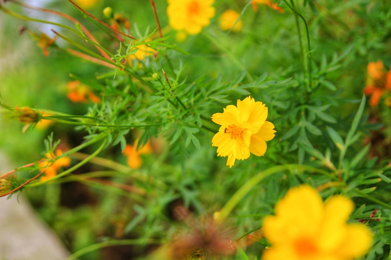 flower, growth, nature, plant, beauty in nature, petal, fragility, blooming, freshness, yellow, no people, outdoors, flower head, day, close-up