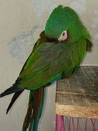 Close-up of parrot eating perching on leaf