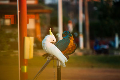 Close-up of birds perching on railing
