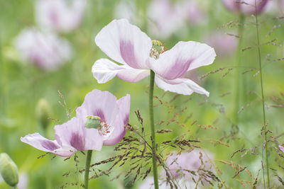 Close-up of pink flowering plant