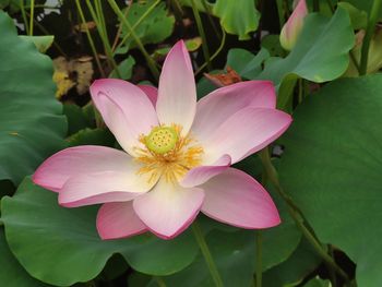 Close-up of pink lotus water lily in pond