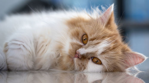 Close-up portrait of a cat