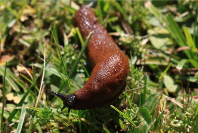 Close-up of snail on grass