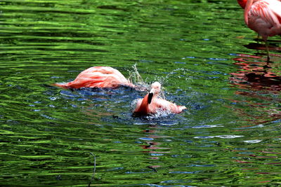 View of ducks swimming in lake