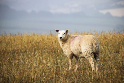 Portrait of sheep standing in field