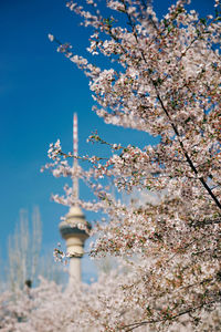 Low angle view of flowering tree against blue sky
