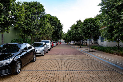 Vehicles on road along trees in city