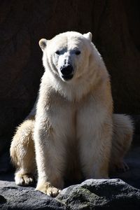 Portrait of white bear sitting on rock