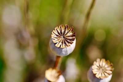 Close-up of poppy on plant