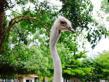 Low angle view of bird on tree