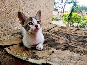 Portrait of cat sitting