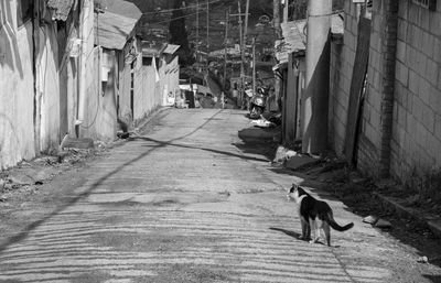 View of dog in alley amidst buildings