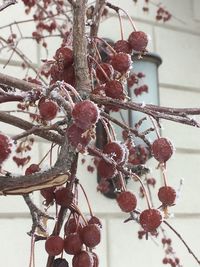 Close-up of frozen berries on tree